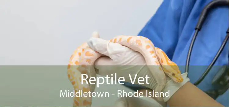 Reptile Vet Middletown - Rhode Island