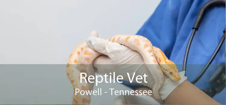 Reptile Vet Powell - Tennessee
