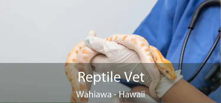 Reptile Vet Wahiawa - Hawaii