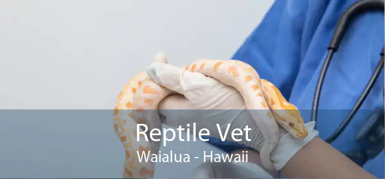 Reptile Vet Waialua - Hawaii