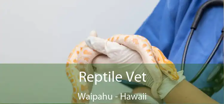 Reptile Vet Waipahu - Hawaii