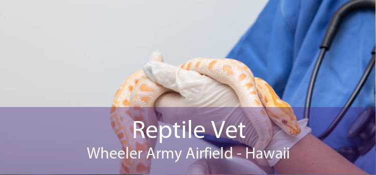 Reptile Vet Wheeler Army Airfield - Hawaii