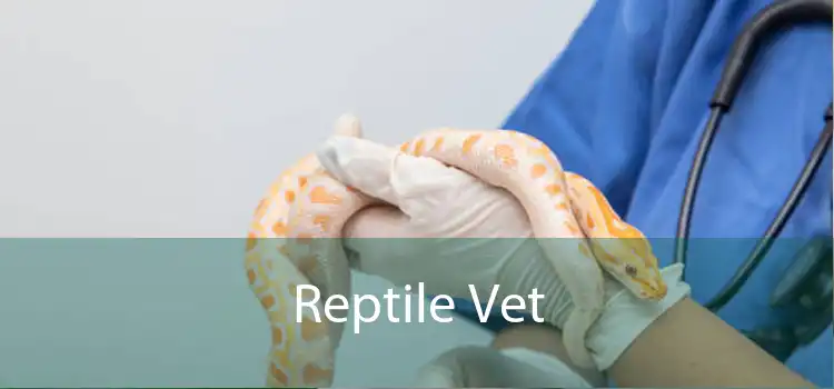 Reptile Vet 