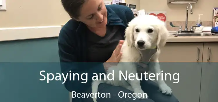 Spaying and Neutering Beaverton - Oregon