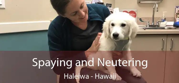Spaying and Neutering Haleiwa - Hawaii