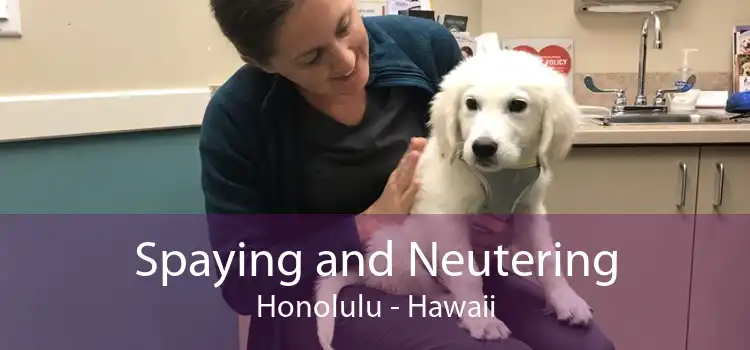 Spaying and Neutering Honolulu - Hawaii
