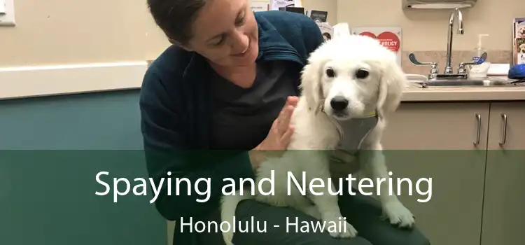 Spaying and Neutering Honolulu - Hawaii