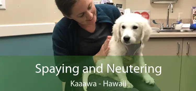 Spaying and Neutering Kaaawa - Hawaii