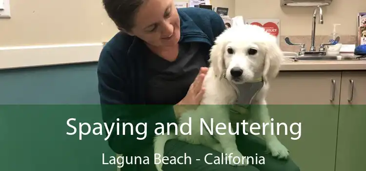 Spaying and Neutering Laguna Beach - California