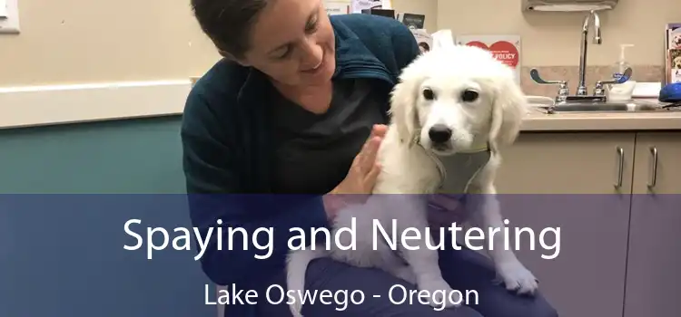 Spaying and Neutering Lake Oswego - Oregon