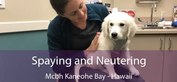 Spaying and Neutering Mcbh Kaneohe Bay - Hawaii