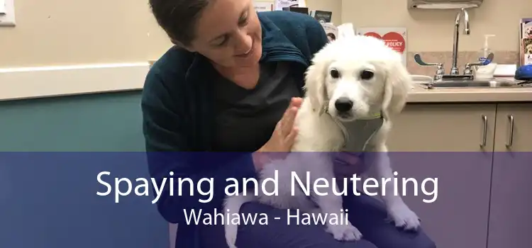 Spaying and Neutering Wahiawa - Hawaii