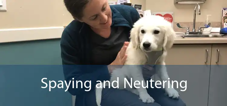 Spaying and Neutering 