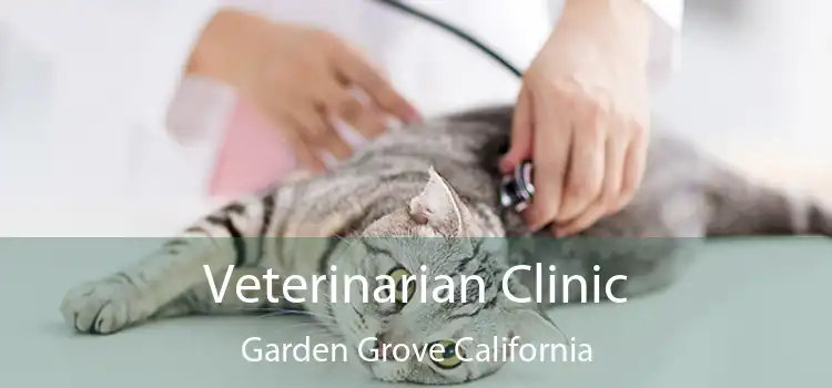 Veterinarian Clinic Garden Grove California