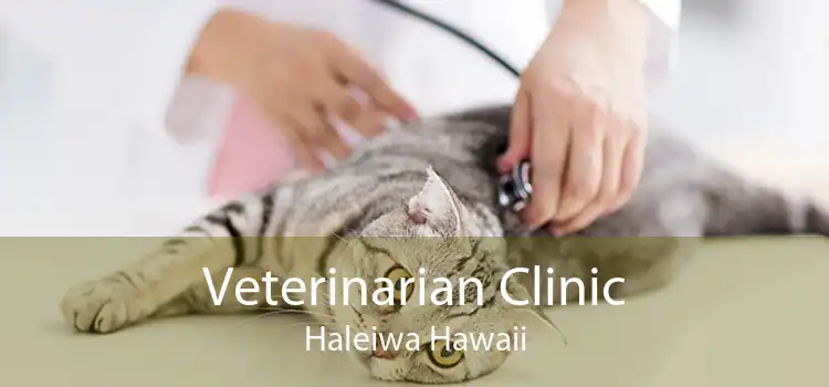 Veterinarian Clinic Haleiwa Hawaii