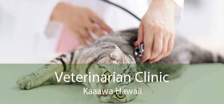 Veterinarian Clinic Kaaawa Hawaii