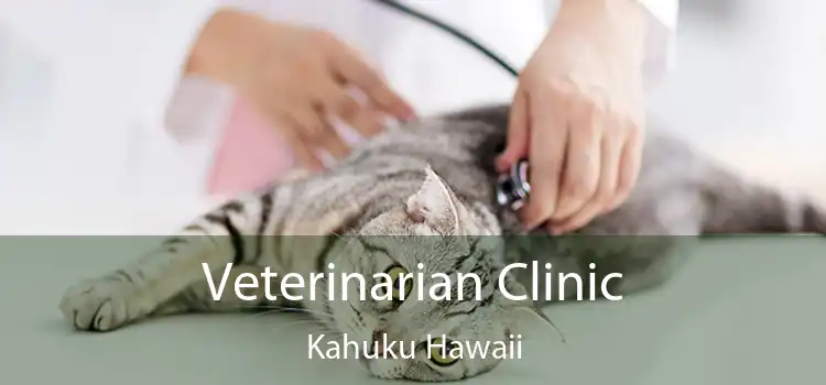Veterinarian Clinic Kahuku Hawaii