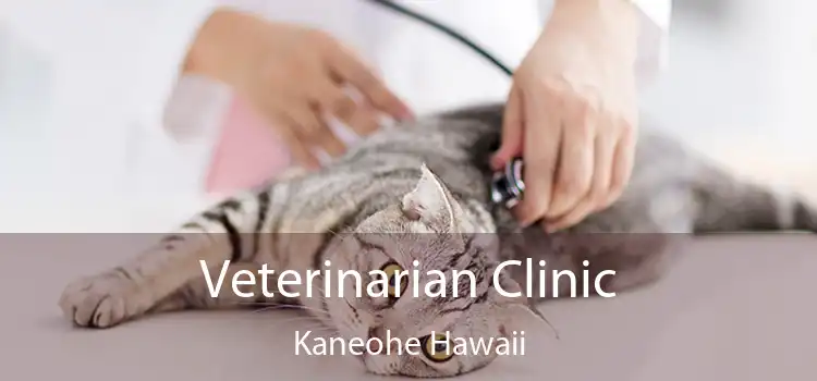 Veterinarian Clinic Kaneohe Hawaii