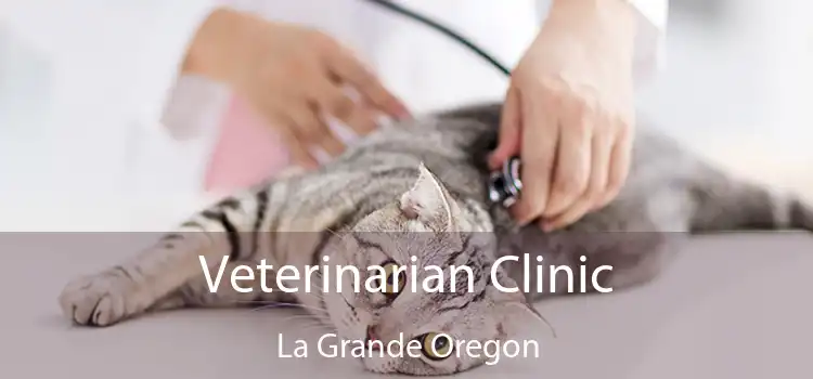 Veterinarian Clinic La Grande Oregon
