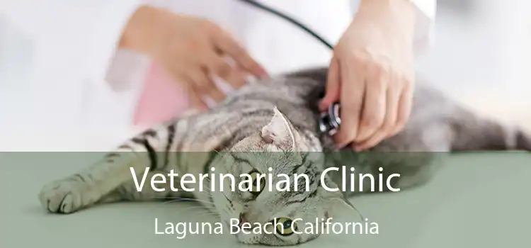 Veterinarian Clinic Laguna Beach California