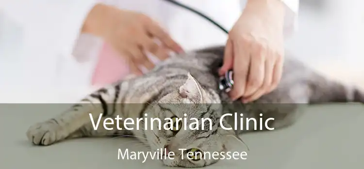 Veterinarian Clinic Maryville Tennessee