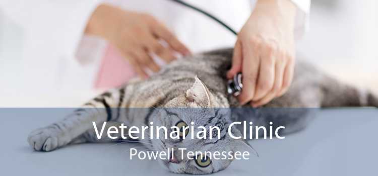 Veterinarian Clinic Powell Tennessee