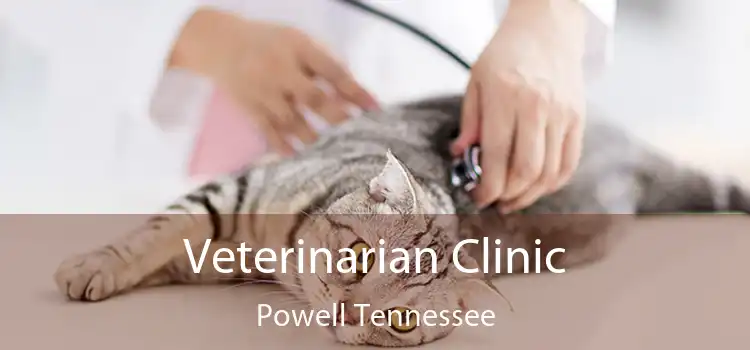 Veterinarian Clinic Powell Tennessee