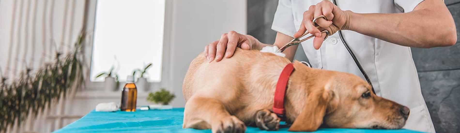 Emergency Vet Newport 24 Hour Emergency Vet Near Me