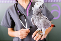 Bird Vet in Tripler Army Medical Center