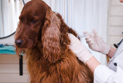 Dog Vaccinations in Warren