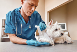Orange Emergency Vet