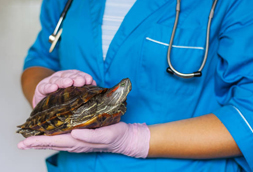 Orange Reptile Vet