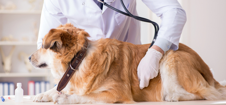 24/7 Vet Emergency Vet in Orange 