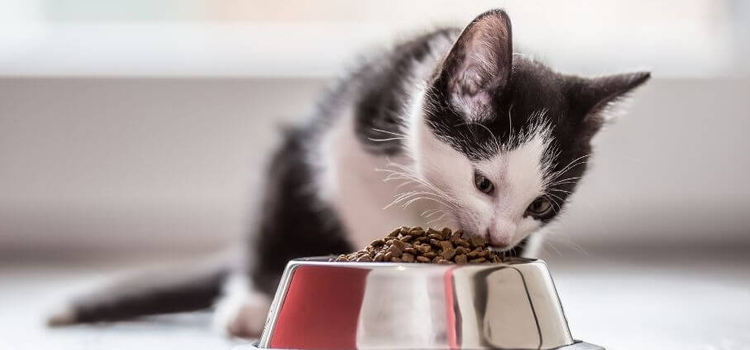 animal hospital nutritional advisory in St. Helens