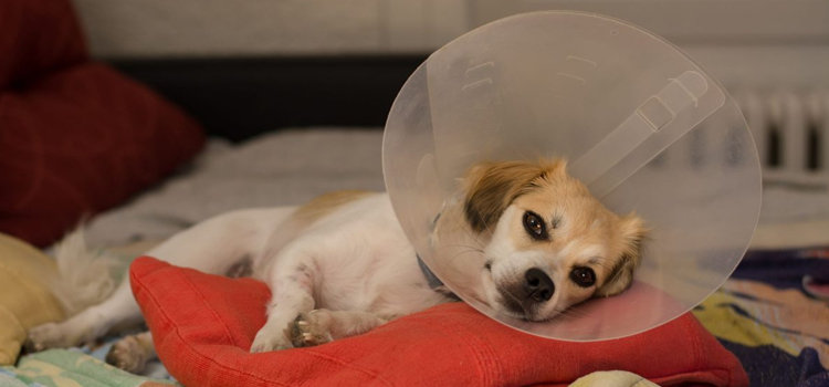 spay and neuter care in North Providence