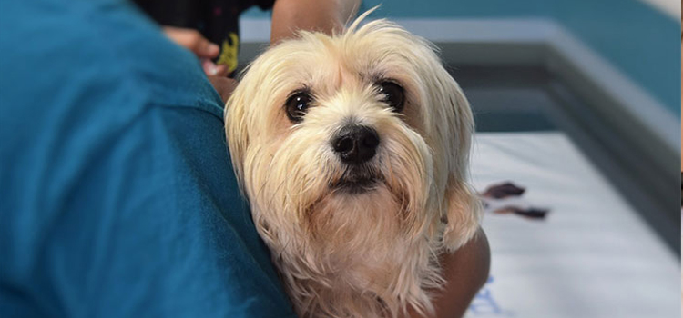 Tustin pet emergency dispensary