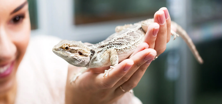 practiced vet care for reptiles