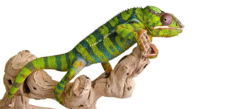 skilled vet care for reptiles in Prineville