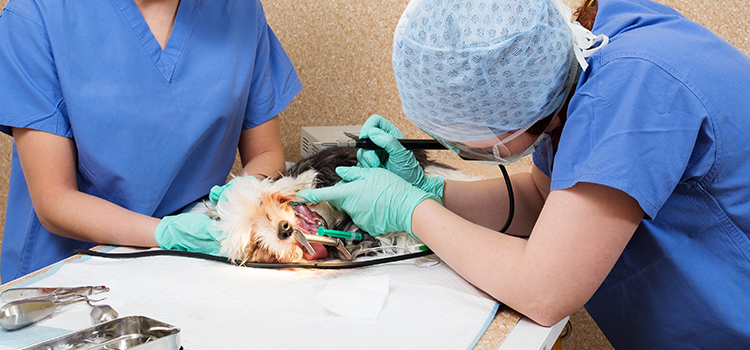 Newberg animal hospital veterinary surgery